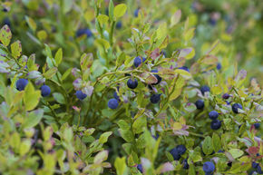 Waldheidelbeeren Sylvana