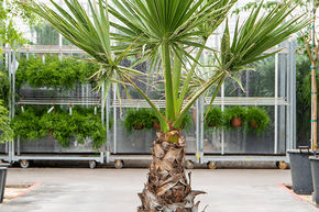 Washingtonia filifera