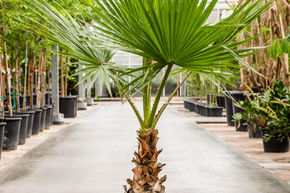 Washingtonia robusta