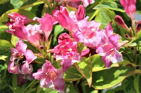 Weigelie 'Nana Variegata'