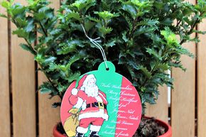Weihnachtliche Stechpalme 'Little Rascal' im roten Dekotopf