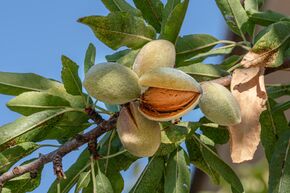 Mandel 'Weisse Krachmandel'