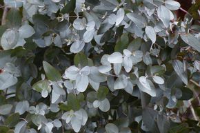 Winterharter Eukalyptus 'Silverana'