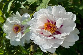 Paeonia x suffruticosa 'Xiang Yu'