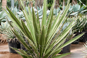Yucca carnerosana