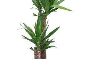 Yucca elephantipes