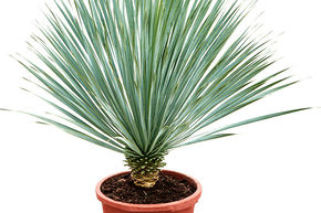 Yucca rostrata