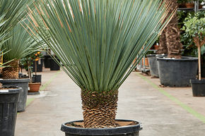 Yucca rostrata (120-140)