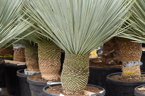 Yucca rostrata