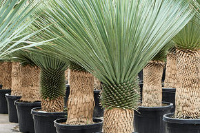 Yucca rostrata (150-180)