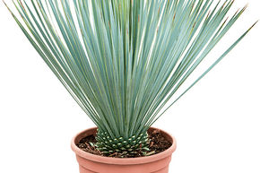 Yucca rostrata (60-70)