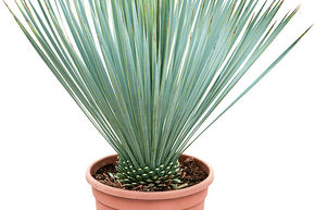 Palmlilie Yucca rostrata