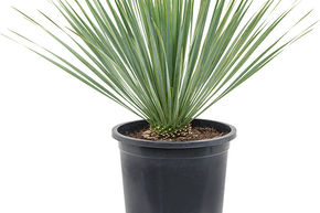 Yucca rostrata (100-140)