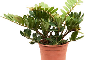 Zamia furfuracea (30-50)