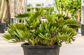 Zamia furfuracea