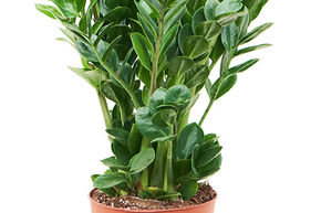 Zamioculcas zamiifolia 'Midori'