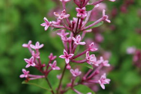 Zwerg-Duftflieder Bloomerang 'Pink Perfume' Zierstmmchen