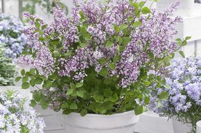 Zwergflieder 'Flowerfesta® Purple'