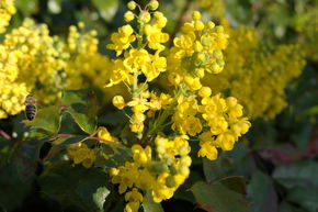 Mahonia aquifolium 'Apollo'