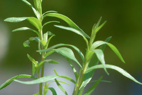 Artemisia dracunculus var. sativa (veg)