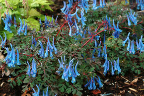 Corydalis curviflora rosthornii 'Blue Heron' 
