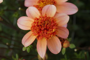 Dahlie 'Totally Tangerine' (2er Set)