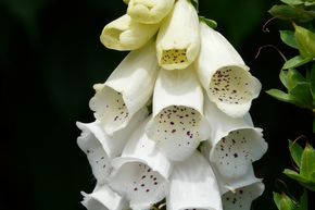 Digitalis purpurea 'Alba'