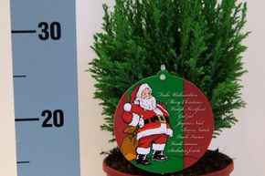 Weihnachtliche Scheinzypresse, Kegel-Scheinzypresse 'Ellwoodii' im roten Topf