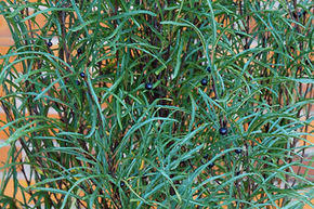 Farnblttriger Faulbaum 'Asplenifolia'