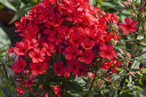 Phlox paniculata Flame-Serie 'Red Flame' (S)