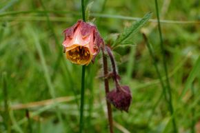 Geum rivale