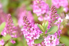 Hebe Garden Beauty Pink