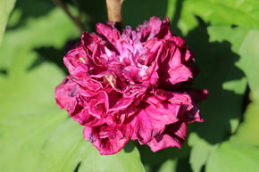 Hibiskus, Eibisch 'French Cabaret Red'