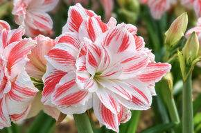 Amaryllis 'Amazing Belle'�