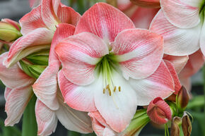 Amaryllis 'Apple Blossom'