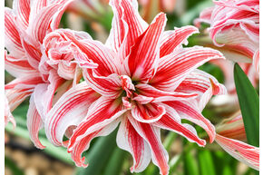 Amaryllis 'Doublet'�