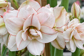 Amaryllis 'Elvas'�