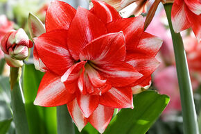Amaryllis 'Jolly Majesty'�