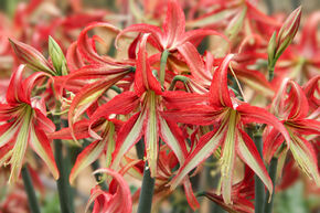 Amaryllis 'La Paz'�
