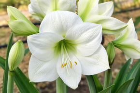 Amaryllis 'Montana'�