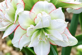 Amaryllis 'Picobello Majesty'�