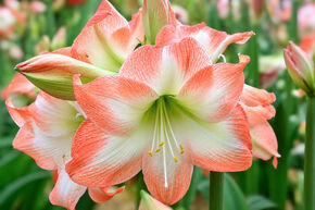 Amaryllis 'Shine Dream'�