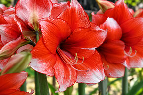Amaryllis 'Stardust'�