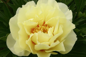 Paeonia  itoh 'Bartzella'
