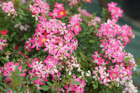 Rosa Galaxy 'Antares' - kleinbltige dunkelrosa Balkonrose