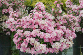 Rosa Galaxy 'Naos' - kleinbltige halbgefllte hellrosa Balkonrose