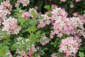 Rosa Galaxy 'Vega' - kleinbltige hellrosa Balkonrose