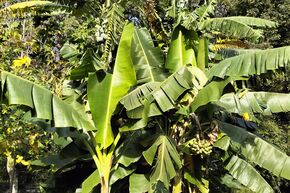 Musa sikkimensis 'Himalayensis Speciosa'