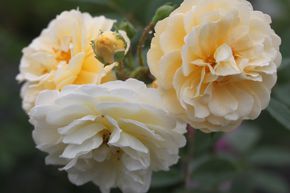 Rose 'Ghislaine de Fligonde'