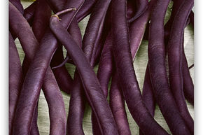Buschbohne 'Purple'